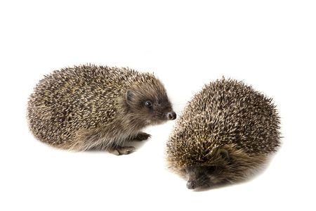 Picture of two hedgehogs on a white backgroundの写真素材