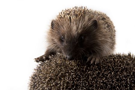 Picture of two hedgehogs on a white background
の写真素材