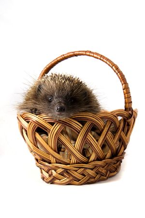 Picture of the hedgehog in a wicker basketの写真素材