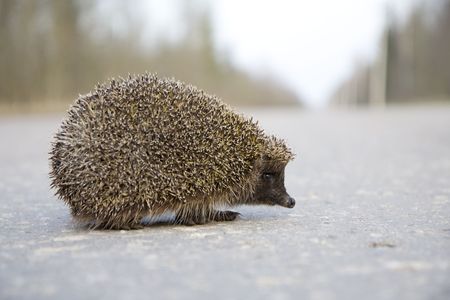 Picture of a hedgehog on the roadの写真素材