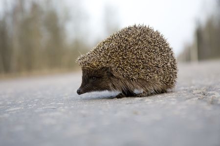 Picture of a hedgehog on the roadの写真素材