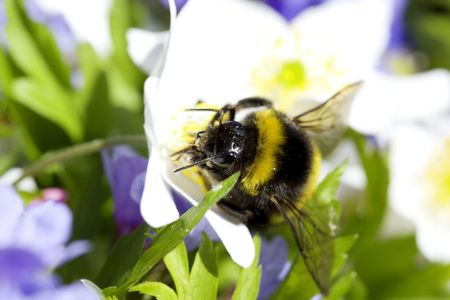 The image of the bumblebee sitting on flowersの写真素材