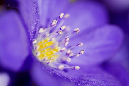 Image of an abstract of the soft violet flowerの写真素材