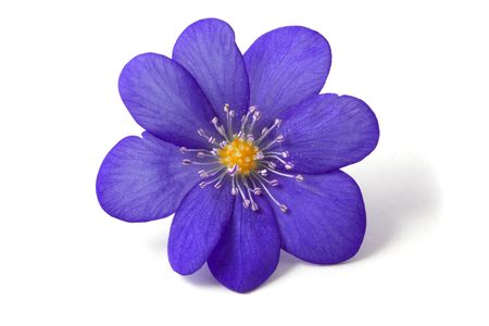 Image of an abstract of the soft violet flowerの写真素材