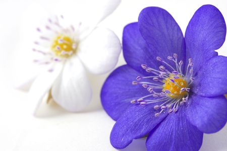 Image of an abstract of the soft violet flowerの写真素材