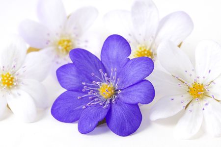 Image of an abstract of the soft violet flowerの写真素材