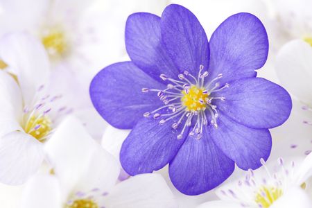 Image of an abstract of the soft violet flower
の写真素材