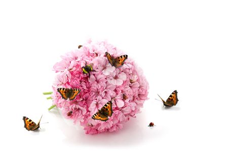 The image of a butterfly, ladybirds and bumblebee sitting on the bouquet of pink flowersの写真素材