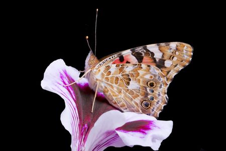 The image of a butterfly on a black backgroundの写真素材