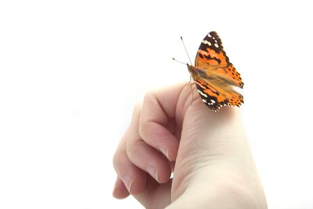 The image of a butterfly sitting on the armの写真素材