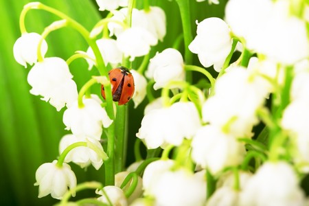 Images of the ladybird, which sits on lily of the valley and green leavesの写真素材
