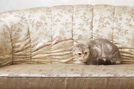 The image of a cat sitting on a beautiful vintage couchの写真素材