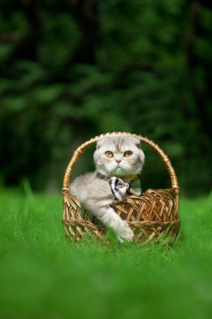 Image of cute little cat on the natureの写真素材