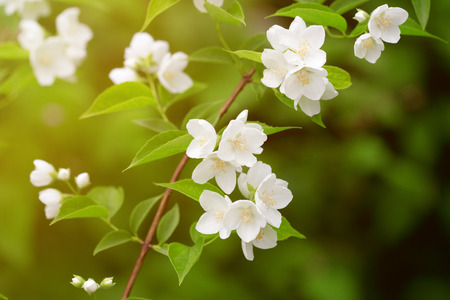Beautiful blossoming branch of jasmine の写真素材