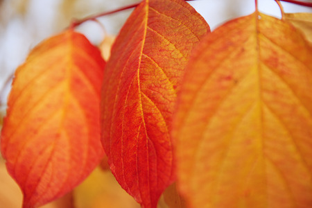 Fall, autumn, leaves background. A tree branch with autumn leaves of a maple on a blurred background. Landscape in autumn seasonの写真素材