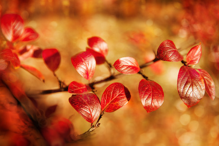 Fall, autumn, leaves background. A tree branch with autumn leaves of a maple on a blurred background. Landscape in autumn seasonの写真素材