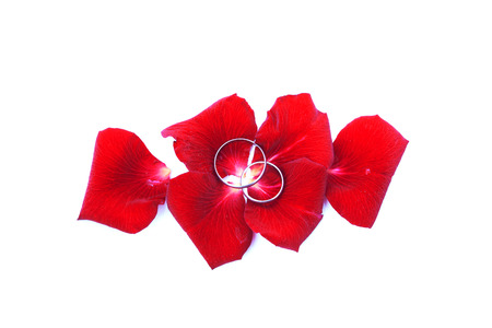 Wedding concept for invitation card. wedding rings in petals of rose flower isolated on white backgroundの写真素材