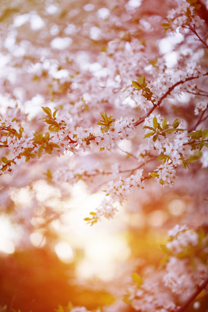 Flowering spring trees. Sunset in spring or summer landscape background. Springtime. Summertime. Allergic to pollen of flowers. Spring allergyの写真素材
