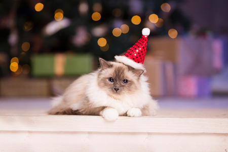 Cat. Christmans party, winter holidays cat with gift box. New year cat. christmas tree in interior background.の写真素材