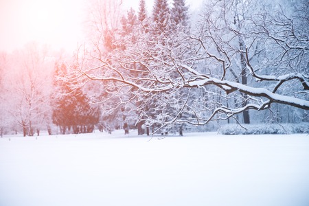 Winter trees in wonderland.