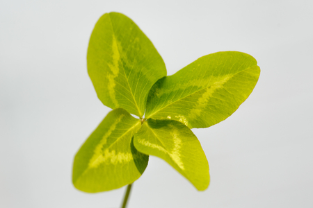 Four-leaf clover. A plant with 4 leaves. A symbol of luck, happiness, success, joy. Concept on the...