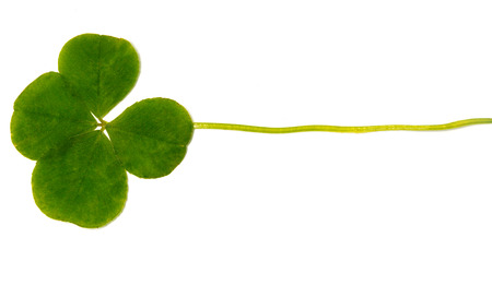 Four-leaf clover. A plant with 4 leaves. A symbol of luck, happiness, success, joy. Concept on the...
