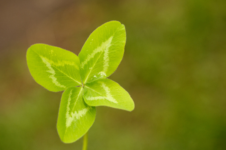 Four-leaf clover. A plant with 4 leaves. A symbol of luck, happiness, success, joy. Concept on the theme of St. Patrick's Day.の写真素材