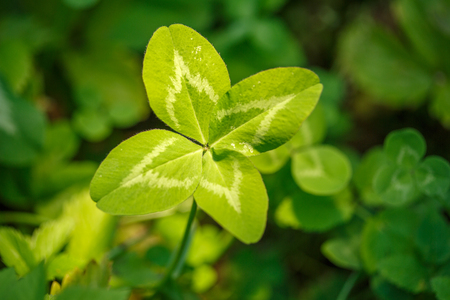 Four-leaf clover. A plant with 4 leaves. A symbol of luck, happiness, success, joy. Concept on the theme of St. Patrick's Day.の写真素材