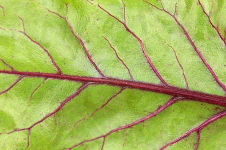 Nature backgroundの写真素材