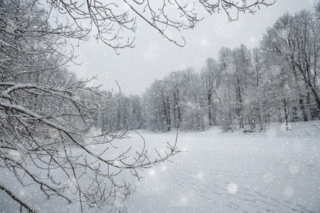 Winter wonderland scene background, landscape. Trees, forest in snow. Christmas, New Year time