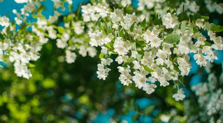 Jasmine. Spring flowers. Summer bloomの写真素材