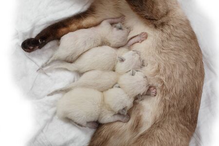 Cat feeds newborn kittens milkの写真素材