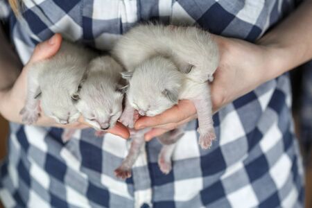 Newborn kittens in hands on a background of a plaid shirtの写真素材