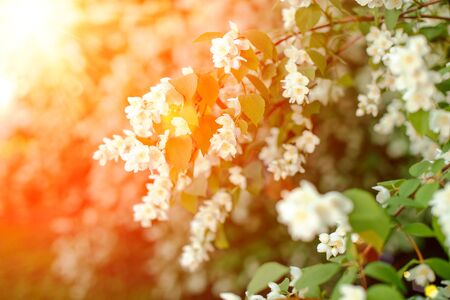 Jasmine. Spring flowers. Summer bloomの写真素材