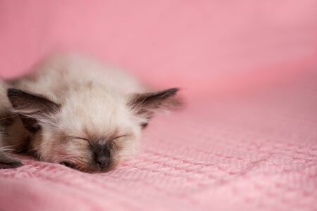 Cozy baby kitten with flowers on a pink background. Sleeping sweet cat. Greeting card for a birthday, mother's day or March 8th.の写真素材