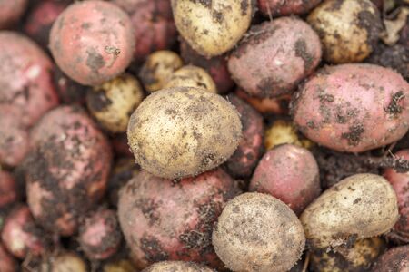 Potatoes on the ground just dug out of the garden.の写真素材