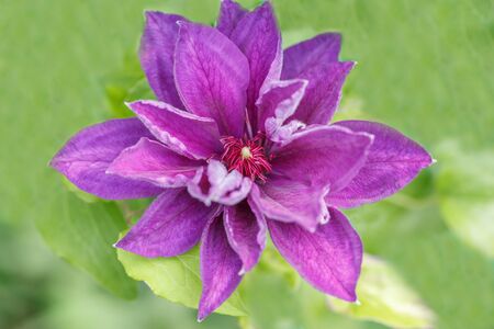 Clematis. Large terry flower of clematis.の写真素材