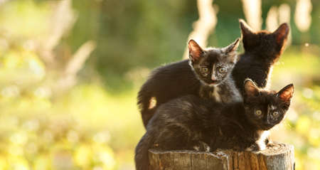 Kittens outdoors. Cats in nature. Cute pet in rays of sunset.の写真素材