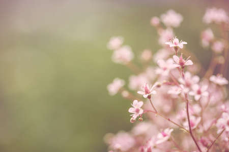 Spring flowers. Romantic Toned floral abstract nature background. Gentle soft outdoors close-up macro. Vintage Summer template border. For womens, Mothers day. Blurred delicate cards, free copy spaceの写真素材