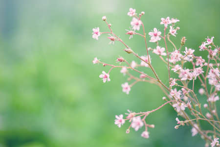 Spring flowers. Romantic Toned floral abstract nature background. Gentle soft outdoors close-up macro. Vintage Summer template border. For womens, Mothers day. Blurred delicate cards, free copy spaceの写真素材