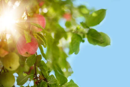Apples on an apple tree against background of blue sky and sun. Fresh summer fruits or autumn harvestの写真素材