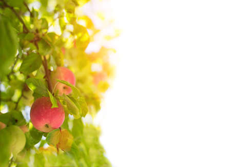 Apples on an apple tree against background of blue sky and sun. Fresh summer fruits or autumn harvestの写真素材