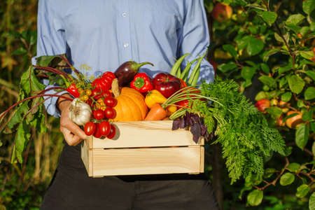 Harvest is in hands of farmer. Tomatoes, cucumbers, eggplants, carrots, beets, beans, pumpkin,...