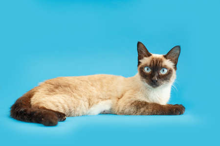 Kitten on a blue background. Fluffy cat. Cozy pet