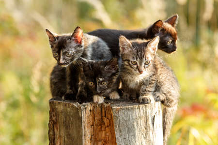 Kittens outdoors. Cats in nature. Cute pet in rays of sunset.の写真素材