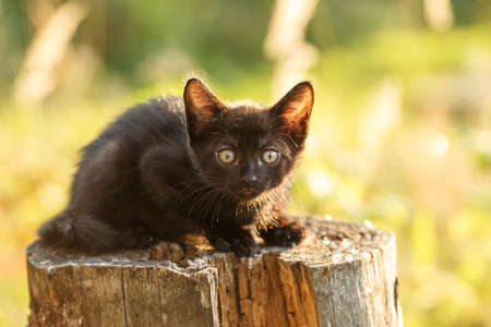 Kitten outdoors. Cat in nature. Cute pet in rays of sunset.の写真素材