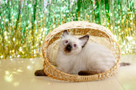 Kitten lies on the Christmas tree. baby cat celebrate christmas and new yearの写真素材