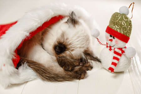 Kitten sleeps on floor wearing a Christmas hat. Baby cat slept through the new year. Cozy pet and snowman celebrates christmasの写真素材