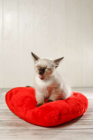 Kitten on a pillow in the shape of a heart. Baby cat celebrate Valentine's Day. Cozy romantic petの写真素材
