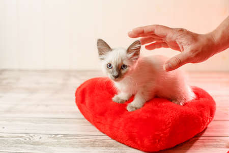 Kitten on a red pillow in the form of a heart.の写真素材